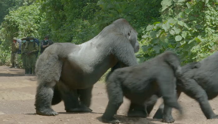 길 한가운데 ‘떡하니’ 버티고 서 가족들 안전 지켜주는 ‘쏘스윗’ 아빠 고릴라
