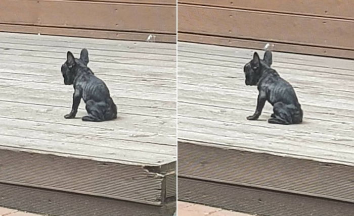 갈비뼈 다 드러난 앙상한 몸으로 우두커니 앉아 있는 강아지