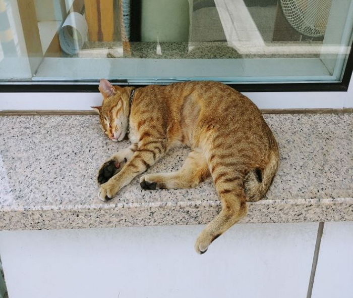 의경 아빠 보초 시키고 자신은 꿀잠 자는 ‘울산경찰청’ 터줏대감 고양이