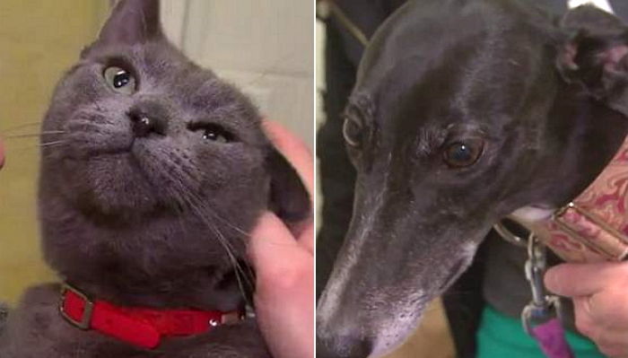 자신의 피 수혈해 쥐약 먹고 죽어가는 고양이 목숨 살린 댕댕이