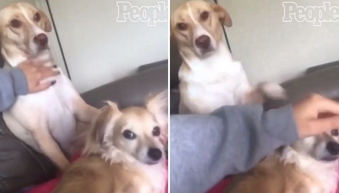 “안돼 엄마는 내거야!”…주인이 친구 ‘쓰담쓰담’하자 질투 폭발한 댕댕이 반응