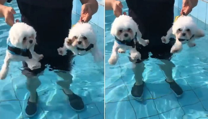 물에 들어가기 무서워 앙증맞은 다리로 ‘아등바등’ 거리는 댕댕이들