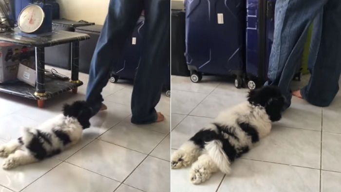 주인이 ‘여행 가방’ 싸자 가지 말라며 ‘바짓가랑이’ 물고 찡찡대는 댕댕이