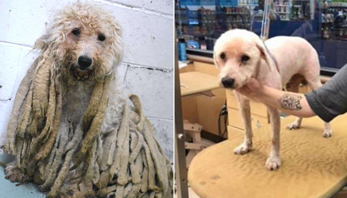 주인에게 버려진 후 딱딱하게 ‘엉킨 털’ 짊어지고 다녔던 유기견