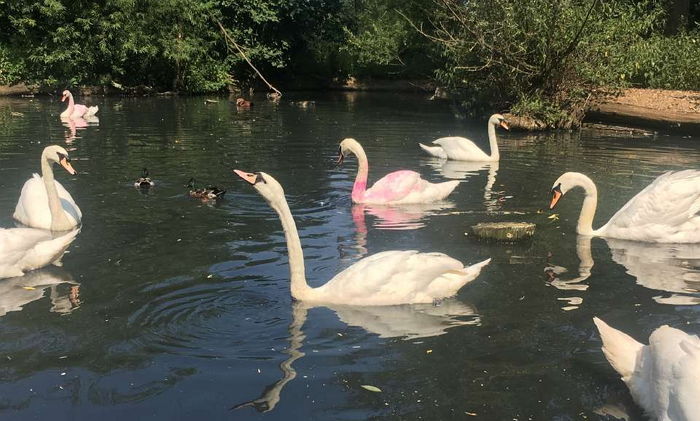 사람에게 ‘핑크 페인트’ 테러 당해 무리에서 ‘왕따’ 당하는 백조
