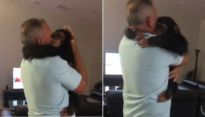 자신 구해준 은인을 단번에 알아본 ‘아기 침팬지’가 보인 사랑스러운 반응