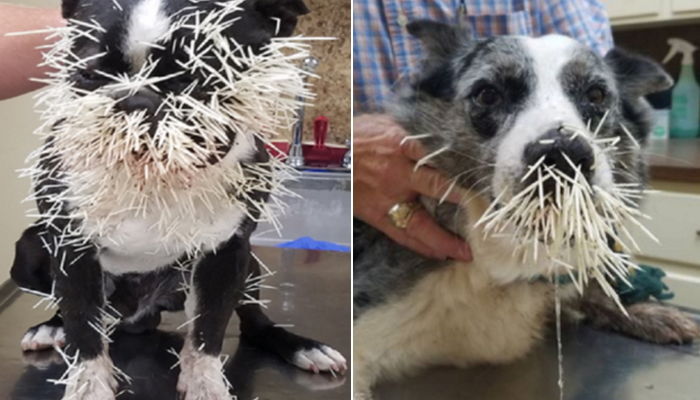 처음 만난 ‘호저’한테 친한 척했다가 얼굴에 가시 테러 당한 댕댕이