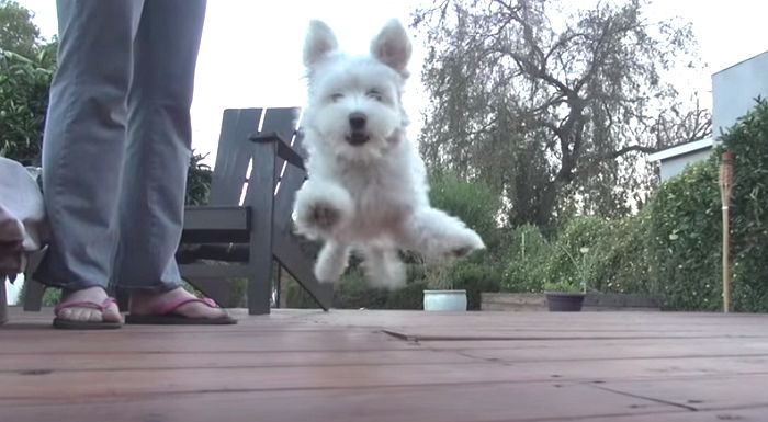 거리에서 쫄쫄 굶다가 구조돼 밥 배불리 먹자 좋아 날아다니는 댕댕이