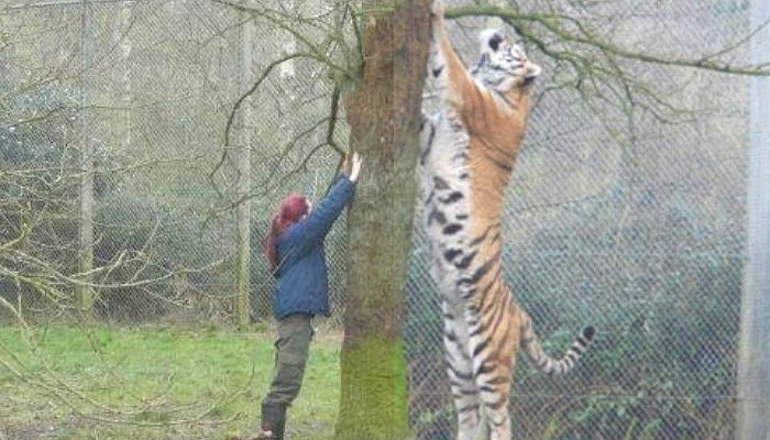 실제로 보면 압도당하는 호랑이 크기 ‘간접체험’ 할 수 있는 사진 한 장