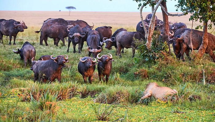 “내 친구 네가 괴롭혔냐?”…떼로 몰려드는 버팔로에 놀라 ‘꽁무니’ 뺀 사자