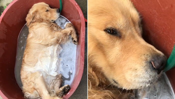 목욕하다 지쳐 대야 속에 그대로 기절해 ‘꿀잠’ 자는 인절미