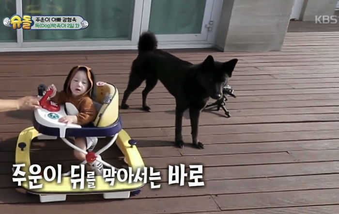 보행기 탄 주운이가 계단으로 향하자 온몸으로 막아주는 천사 댕댕이