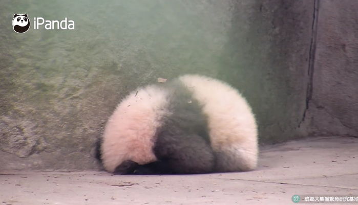 “5분만 더 잘게요” 사육사 엄마가 잠 깨우자 몸 동그랗게 말아 반항하는 아기 판다