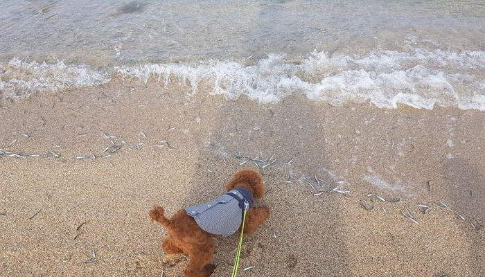 “동해바다로 피서 갔더니 ‘멸치떼’가 가득 있었습니다”