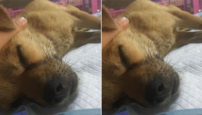 “잘자렴…미안해” 주인 못만나 안락사 된 유기견에게 남성이 남긴 마지막 메시지