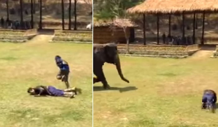 자신 돌봐준 아빠가 폭행 당하자 바로 달려와 온몸으로 막아준 ‘보디가드’ 코끼리