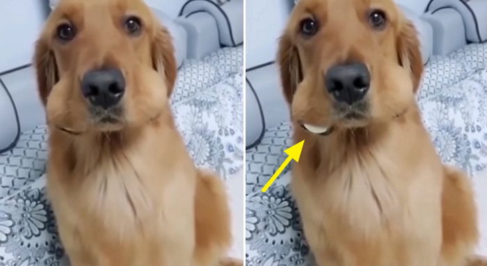 ‘훔친 달걀’ 물고 시치미 떼다가 ‘짱구 볼’ 때문에 딱 걸린 댕댕이