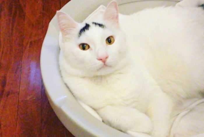 세상에서 가장 억울한 ‘눈썹’ 모양으로 인기 스타 된 유기묘 ‘샘’