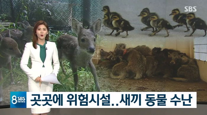 사람들이 마구잡이로 개발한 산 절벽에서 떨어져 ‘앞다리’ 부러진 ‘아기 고라니’