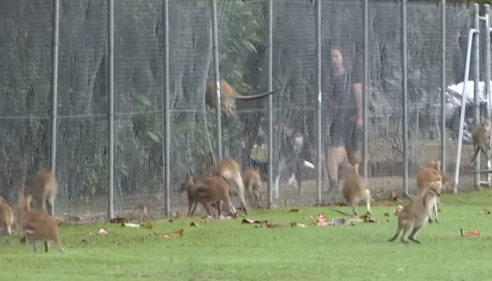 좁은 우리에 갇힌 스트레스로 울타리에 머리 박아 죽는 캥거루들