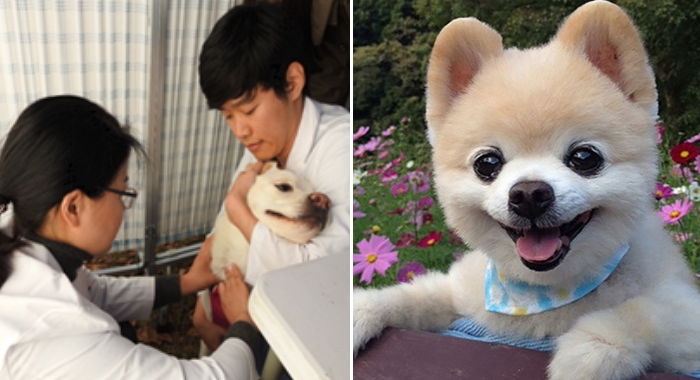 “7월부터 서울에서 사랑하는 댕댕이 무료 건강검진 해드려요”