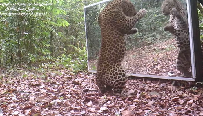 난생처음 ‘거울’에 비친 자신의 모습을 보고 멘붕에 빠진 표범