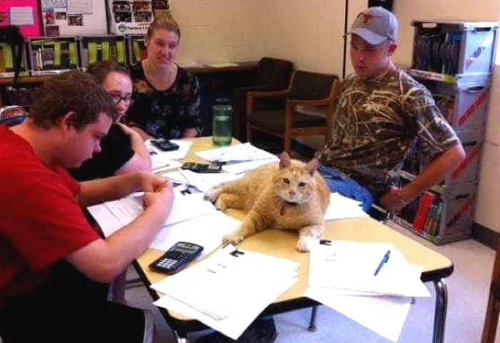 ‘20년’간 학생들의 곁을 지켰던 ‘고양이 선생님’이 무지개 다리를 건넜다