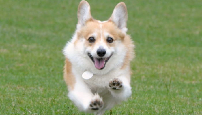 “우리는 사람보다 강아지가 ‘폭행’ 당했을 때 더 동정심 느낀다”