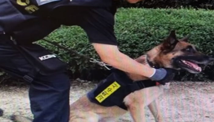 우리나라 토종견 ‘진돗개’가 경찰견 되기 어려웠던 의외의 이유