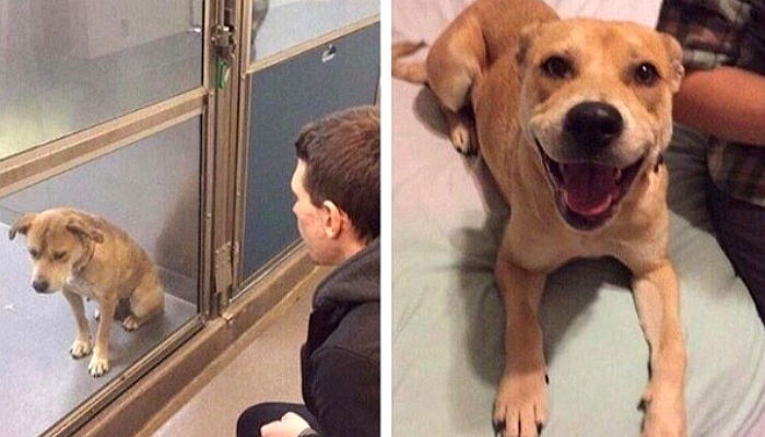 보호소서 ‘개무룩’하던 유기견이 ‘입양’된 지 하루 만에 보인 표정 변화