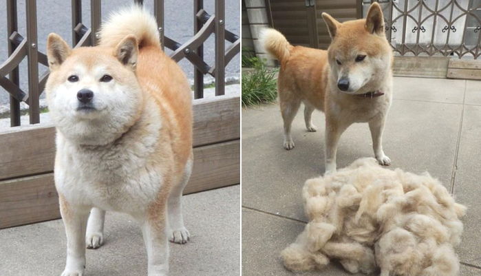 털갈이로 여름맞이 다이어트 성공하고 날씬해진 시바견