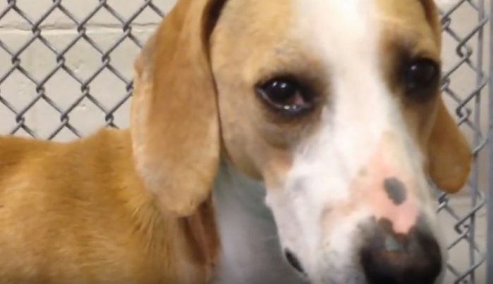 이빨 몽땅 뽑히고 강제 ‘임플란트’ 수술 당한 뒤 안락사 당한 실험실 ‘비글’