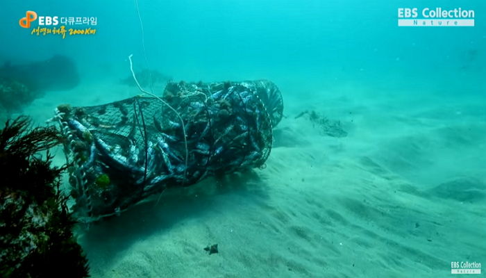 동해 바다에 버려진 ‘통발’에 갇혀 굶어 죽어가는 수백마리 ‘도루묵’