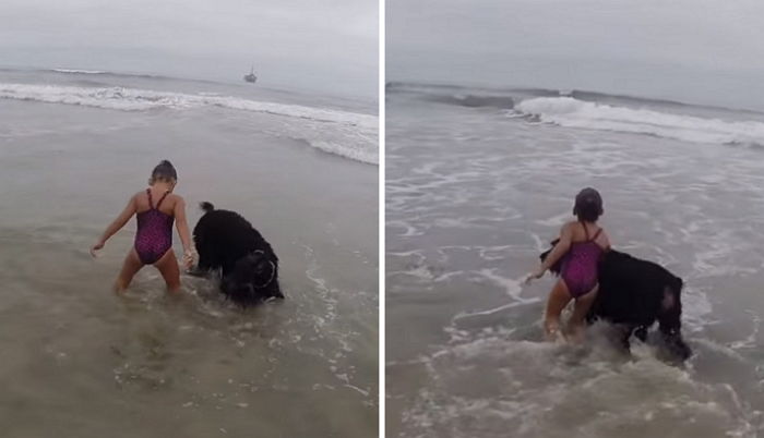 어린 주인 다칠까 봐 ‘파도’ 칠 때마다 철벽 보호하는 ‘보디가드’ 댕댕이