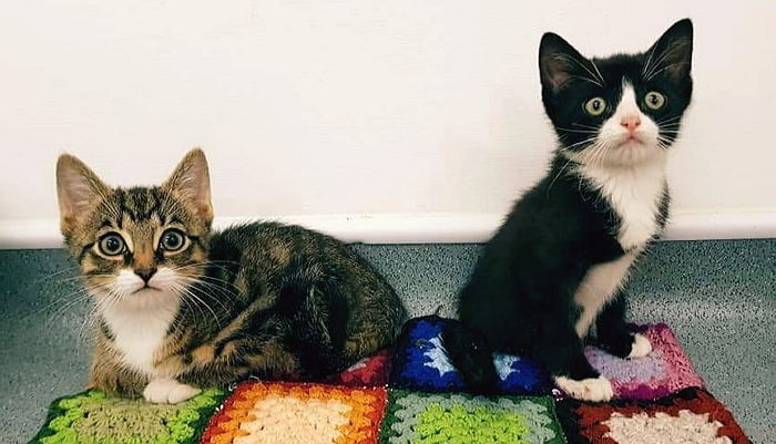 두다리 없지만 매일 주인에게 우다다 달려가 안기는 ‘꼬마 냥이들’