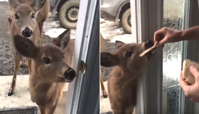 ‘식빵’ 달라고 매일 집 앞에 찾아와 줄 서서 기다리는 사슴 가족