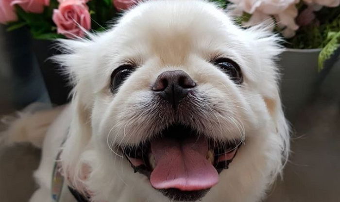 사람 바보 ‘댕댕이’도 자기가 싫어하는 인간에게 눈길도 안 준다