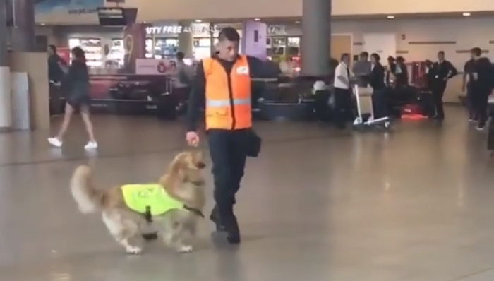 탐지견 시험 붙고 ‘첫 출근’ 했다가 공항 날뛰며 오두방정 떤 리트리버