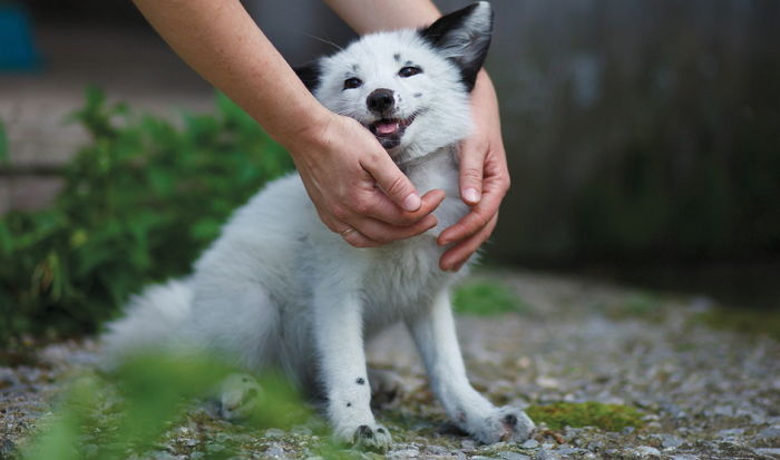 사람 손에 길들여진 뒤 댕댕이와 성격·외모도 비슷해진 여우들