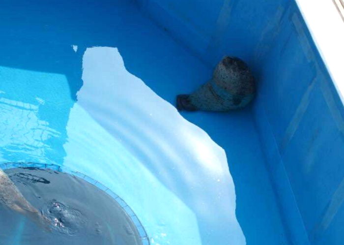 ‘36도’ 찜통더위 속 그늘로 피신해 세상에서 가장 행복한 얼굴로 자는 물범