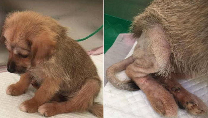 ‘개농장’서 친구 도살되는 모습 보고 충격받아 고개도 못드는 강아지