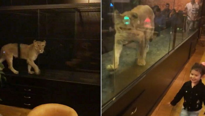 ‘1m’ 남짓 작은 유리창에 갇혀 카페 손님들 ‘눈요기’ 거리로 전락한 사자