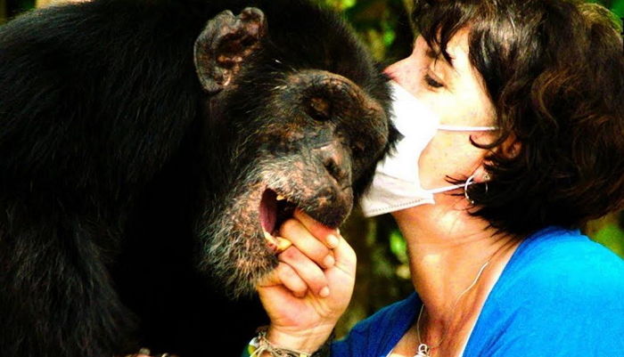 동물실험에서 혼자 살아남아 외로워하는 침팬지 친구 되어준 여성
