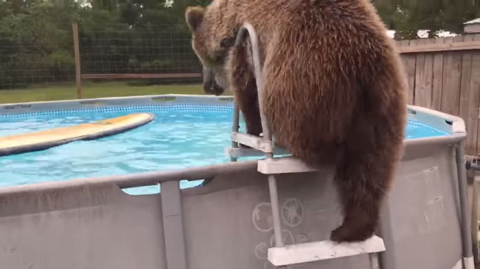 36도까지 올라가는 ‘찜통더위’에 수영장으로 첨벙 골인한 곰돌이