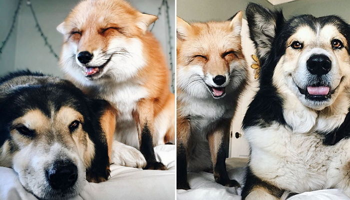 허스키 남친에게 사랑스러운 눈웃음 발사하며 뽀뽀하는 여우 여친