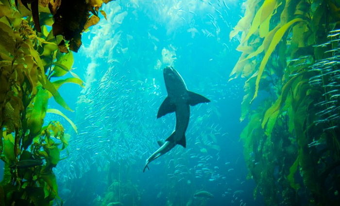 포식자로 알려진 상어는 사실 ‘병든’ 물고기만 골라 먹는 ‘바다의 수호자’다