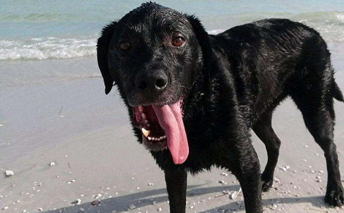 휴가지서 수영하며 놀다 ‘바닷물’ 마시고 이틀 만에 목숨 잃은 강아지