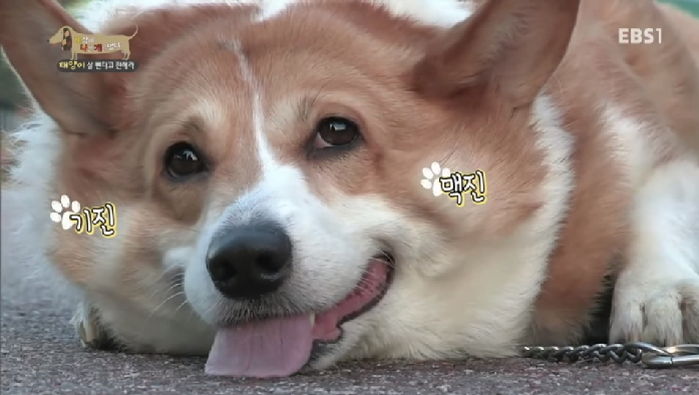 우리집 강아지를 ‘뚱멍이’로 만들었던 의외의 간식 6