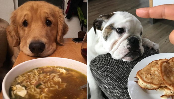 ‘밥 먹다’ 반려견과 눈 마주친 주인이 ‘극복’해야하는 순간들