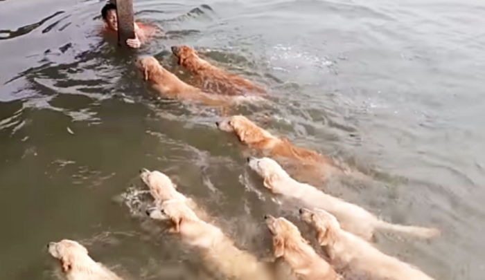 아빠 물에 빠진 줄 알고 목숨 구해주려 떼로 몰려온 ‘리트리버’ 12마리